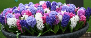 Hyacinth.Jealousy